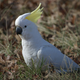 Image for article titled Australian Animals That Won't Kill You, Ranked
